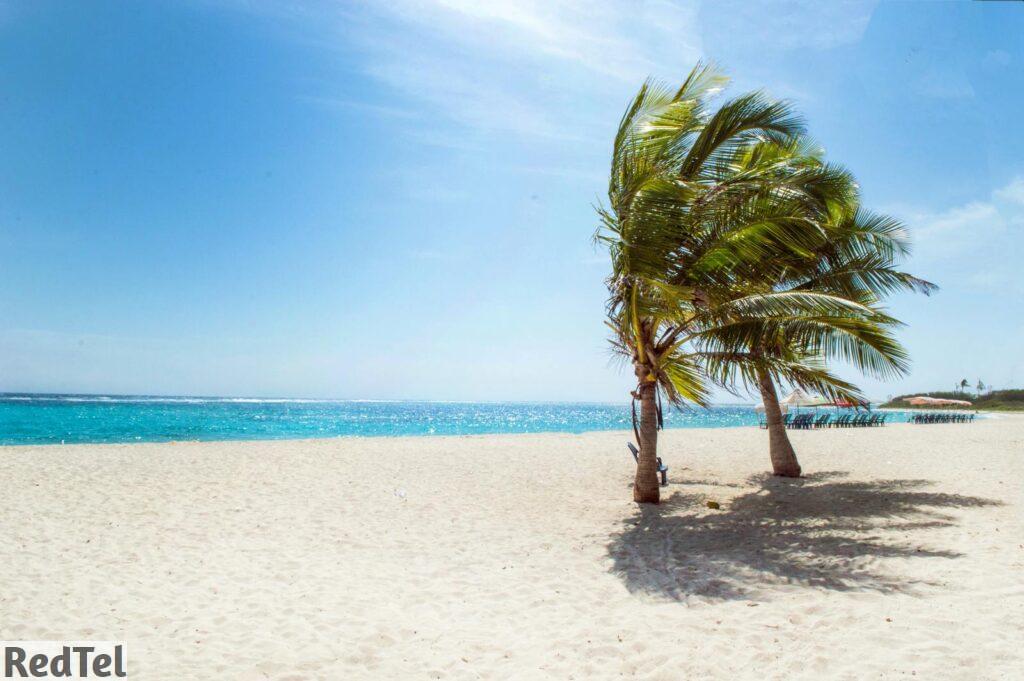 Green Coconut Trees Near Body of Water